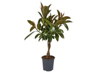 Fikus (Ficus) sprężysty Melany - don. 21 cm