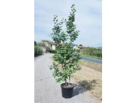 Miłorząb japoński - wys. 200-250 cm