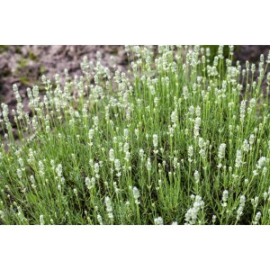 Kępa lawendy White (Lavandula angustifolia) ze srebrzysto-zielonymi liśćmi i białymi kwiatami.