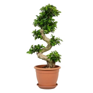 Fikus (Ficus) microcarpa Ginseng S - don. 35 cm