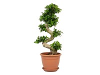 Fikus (Ficus) microcarpa Ginseng S - don. 35 cm