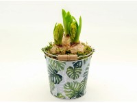 Kompozycja Hiacynt w wiaderku 3 cebule don.12cm
