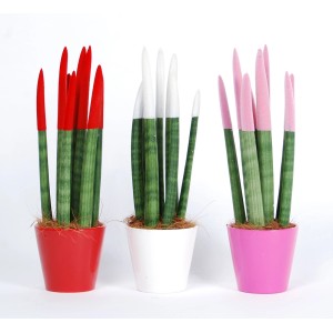 Trzy rośliny t.b.t. w czerwonych, białych i różowych doniczkach. Dekoracyjne rośliny doniczkowe.