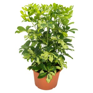 Aralia (Schefflera) w doniczce z zielono-żółtymi liśćmi.