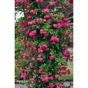 Czerwona róża rabatowa t.b.t. pnąca się po murze.