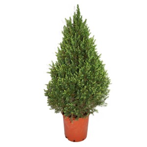 Zielony t.b.t. (Świerk) w doniczce, idealny do ogrodu i na taras.