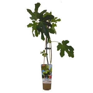 Młoda figa pokojowa (Ficus carica) w doniczce z podporą.