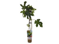 Figowiec krzew (Ficus carica) don. 5 l