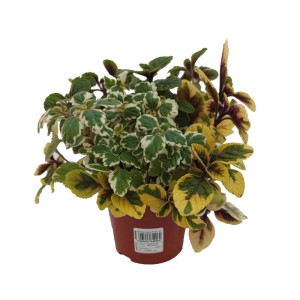 Komarzyca (Plectranthus forsteri 'Tricolor') - don. 12 cm