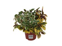Komarzyca (Plectranthus forsteri 'Tricolor') - don. 12 cm