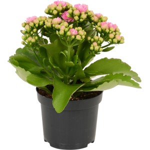 Kalanchoe Rosalina Różowa w doniczce, kwitnąca roślina doniczkowa z różowymi kwiatami.