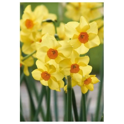 Narcyz Wielkokwiatowy Martinette 7 szt.  żółto-pomarańczowy
