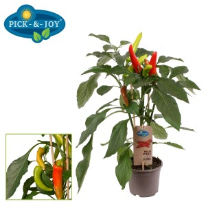 Roślina chili w doniczce z czerwonymi, zielonymi i żółtymi strąkami. Warzywo do ogrodu lub na balkon.