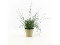 Juncus Spiralis