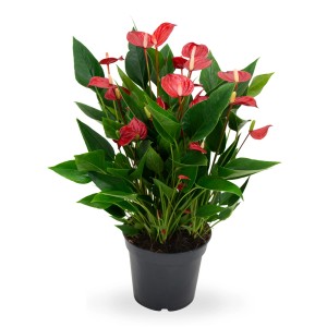 Anturium w doniczce z czerwonymi kwiatami i zielonymi liśćmi.