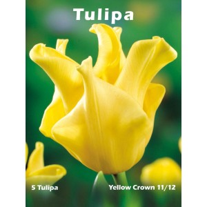 Żółty tulipan 'Yellow Crown' (5 sztuk) do ogrodu. Cebulki kwiatowe na wiosnę.