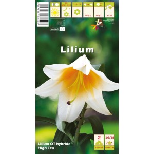 Lilia (Lilium High Tea) 2 szt.