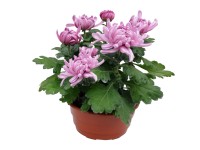 Chryzantem (Chrysanthemum sp.) wielkokwiatowa - don. 17 cm