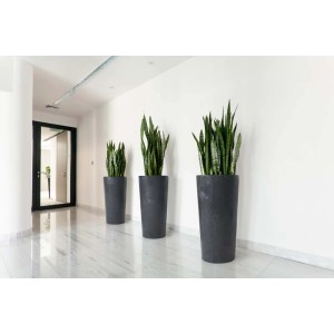 Trzy wysokie, szare donice t.b.t. z zielonymi roślinami w jasnym korytarzu.