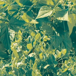 Siatka na pnącza - 1,7 x 10 m