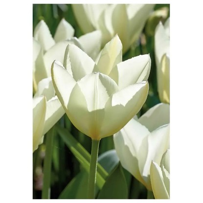 Tulipan Pojedynczy Purissima 7 szt. kremowy
