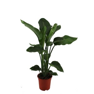 Duża, zielona roślina doniczkowa, idealna do wnętrz.