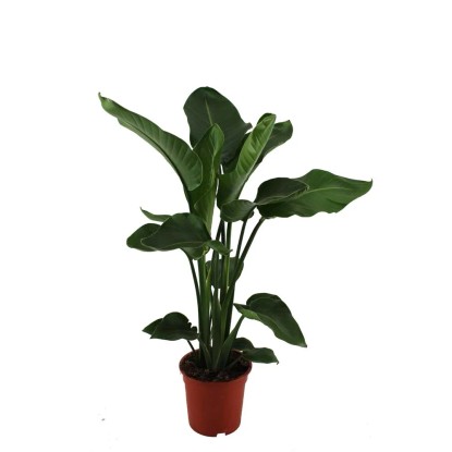 Strelicja biała (Strelitzia Nicolai) - don. 19 cm