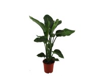 Strelicja biała (Strelitzia Nicolai) - don. 19 cm