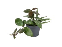 Hoy agracilis - don. 6 cm