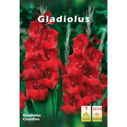 Mieczyk Gladiolus Crossfire 1szt. 12/14