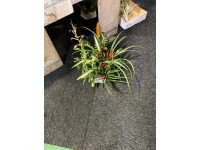 Bromelia mix - don 5,5 cm