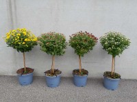 Chryzantema formowana - don. 17 cm
