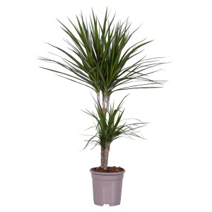 Dracena (Dracena) w doniczce, roślina doniczkowa o smukłych, zielonych liściach.
