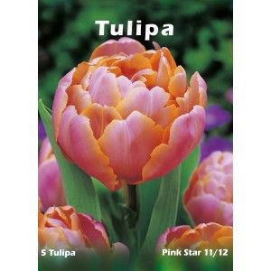 Różowy tulipan "Pink Star" jako cebulka kwiatowa
