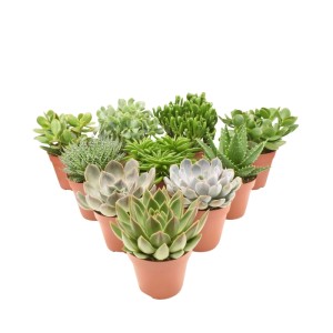 Sukulent ((Succulent) mix - don. 12 cm