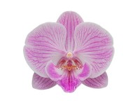 Phalaenopsis polski 2 pędy Big Lip - wys. 40-70 cm