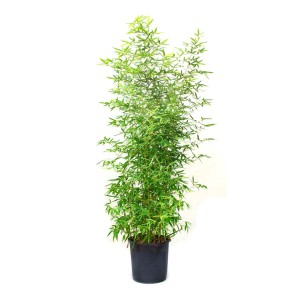Bambus złoty (Phyllostachys) w doniczce, ok. 30 cm Ø, zimozielony ekran prywatności do ogrodu i na balkon.