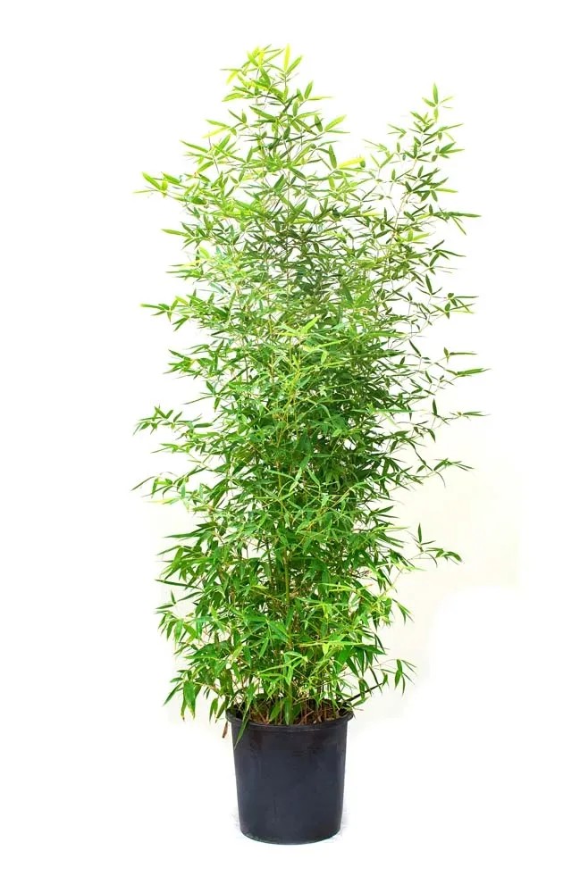 Bambus ogrodowy - don. 18 l, wys. okoo 150 cm