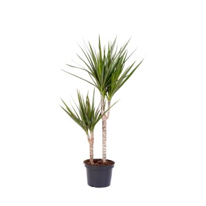 Dracena (smocze drzewo) w doniczce ze smukłymi, zielonymi liśćmi.