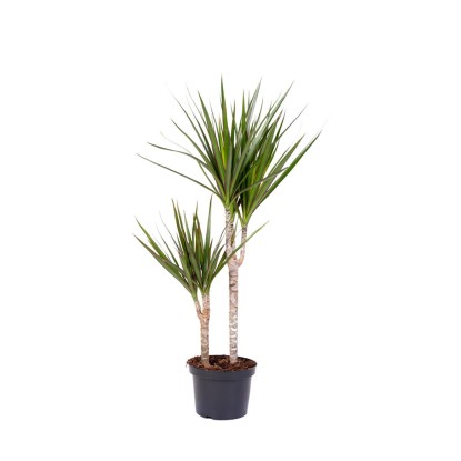 Dracena (Dracaena Marginata) - don. 25 cm