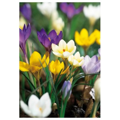 Krokus botaniczny - 35 szt.