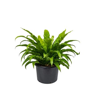 Zanokcia (Asplenium sp.) mix wys. 80-90cm don. 37cm