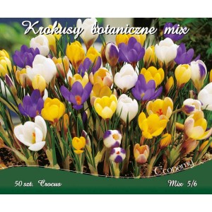 Kwitnące krokusy: Mieszanka białych, żółtych i fioletowych cebulek krokusów.