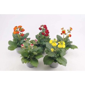 Różnokolorowe, kwitnące rośliny cieniolubne t.b.t. w doniczkach.