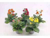Byliny mix - 15 cm
