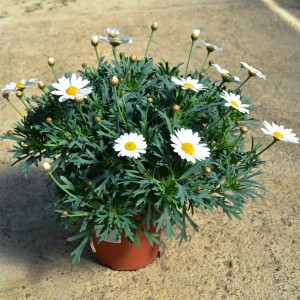 Kwitnąca roślina t.b.t. z białymi kwiatami w doniczce.