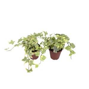 Żółto-pstra bluszcz w doniczce (ok. 9 cm Ø), roślina doniczkowa do półcienia.