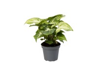 Syngonium Robusta - don. 6 cm