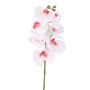 Storczyk gałązka white magenta - 75 cm