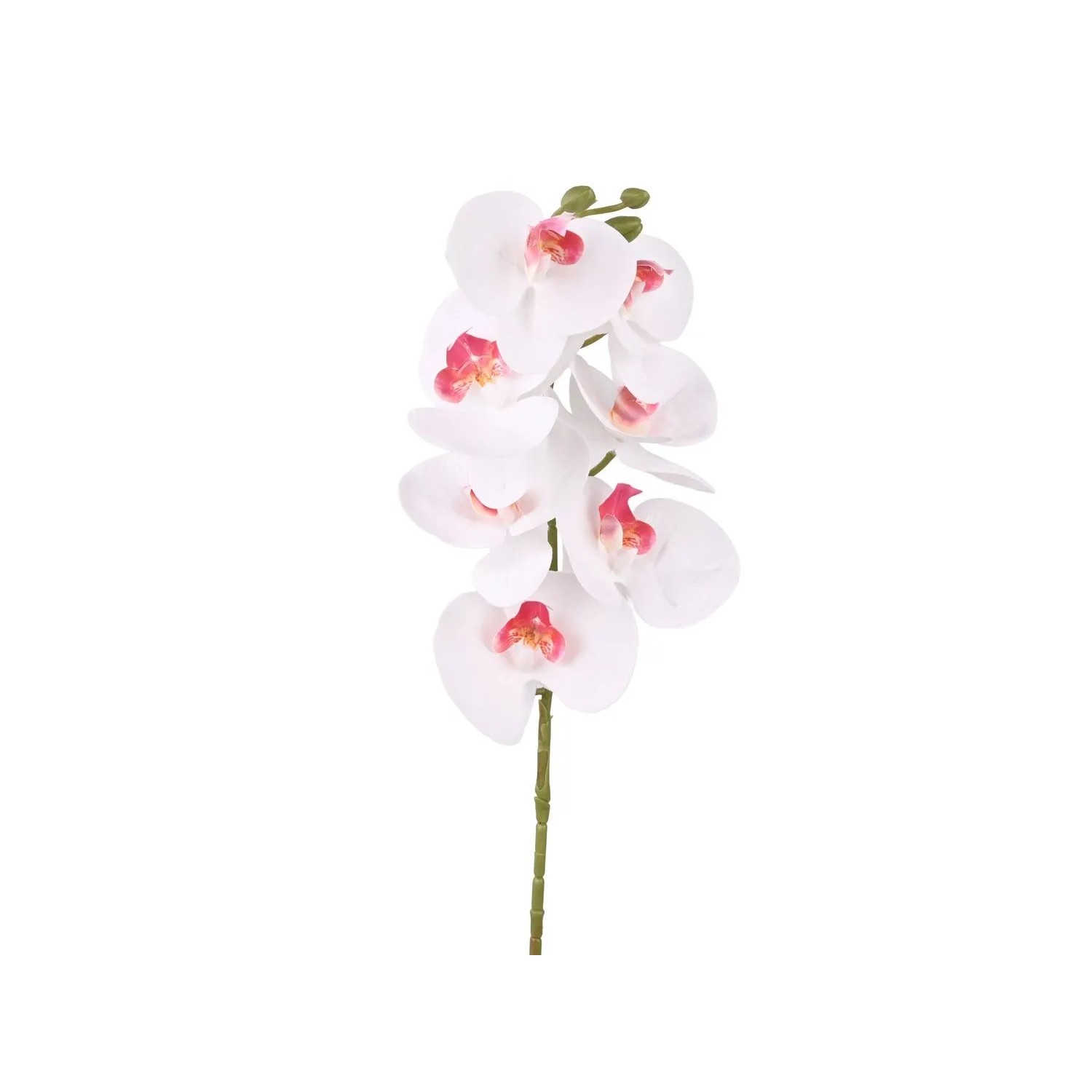 Storczyk gałązka white magenta - 75 cm